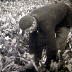 La Mécanisation betteravière 