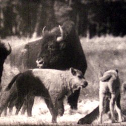 Bisons