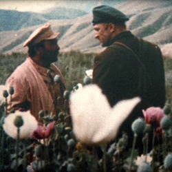 Coquelicots vermeils d'Issyk-Koul (Les)