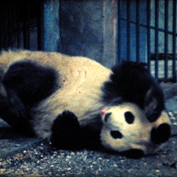 Save the Panda