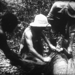 La Chasse à l'Éléphant 