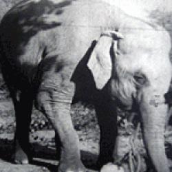 Panique au Zoo