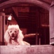 Mariée a du Chien (La)