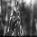 Les Aventures de l'Abeille Maya