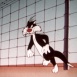 Looney Tunes "Tree Cornered Tweety"