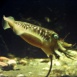 Biologie marine sur les Côtes de Bretagne