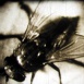 La Mouche ordinaire