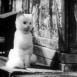 Le Chat botté