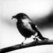 Les Oiseaux chanteurs