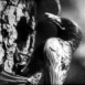 Les Oiseaux chanteurs