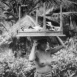 Bali, l'Enchanteresse