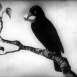 Le Corbeau et le Renard