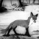 Le Corbeau et le Renard