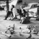 Opération Pigeons au Vert