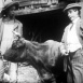 La Vaca de Calinez