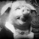 Le Cochon danseur