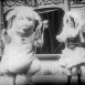 Le Cochon danseur
