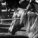 Corral