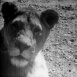 L'Amour maternel chez les Animaux
