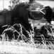 Film Amateur Angers 1946