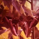 Attacus