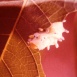 Attacus