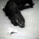 Les Jeux de la Loutre et du Hasard