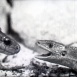Chercheurs de Serpents