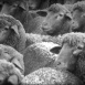 Je vois Tout "Laine et Viande"