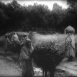 Algérie 1954, la Révolte d'un Colonisé