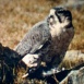 Rapaces de Hautes Montagnes