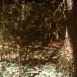 Demain la Forêt