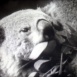 Le Koala, Jouet vivant