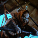 Aventure des Ewoks (L')