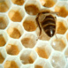 Des Fleurs et des Abeilles