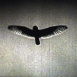 Hibou des Marais