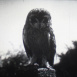 Hibou des Marais