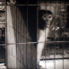 Colonel March "La Mort et le Singe"