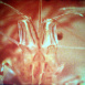 Histoires de Crevettes