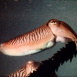 Biologie de la Seiche (Sepia officinalis L)