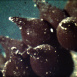 Biologie de la Seiche (Sepia officinalis L)