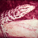 Les Reptiles