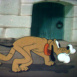 Pluto au Zoo