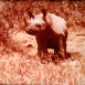 François le Rhinocéros