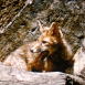 Les Marmottes