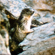 Les Marmottes