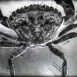 La Faune sous-marine "Crabes"