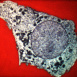 La Structure de la Cellule