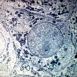La Structure de la Cellule
