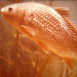 La Vie du Poisson